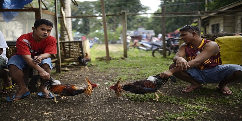 Cách chăm sóc gà chọi Philippine cực kỳ chi tiết